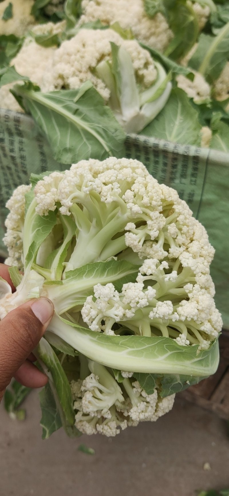 松花白面青梗，白菜花，基地直供，专业诚信代办！