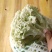 松花白面青梗，白菜花，基地直供，专业诚信代办！