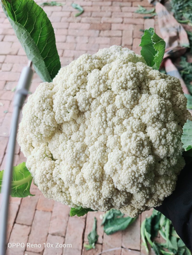 松花白面青梗，白菜花，基地直供，专业诚信代办！