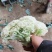 松花白面青梗，白菜花，基地直供，专业诚信代办！