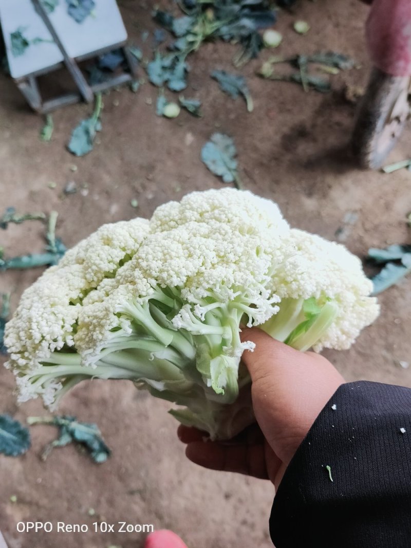 松花白面青梗，白菜花，基地直供，专业诚信代办！