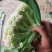 松花白面青梗，白菜花，基地直供，专业诚信代办！