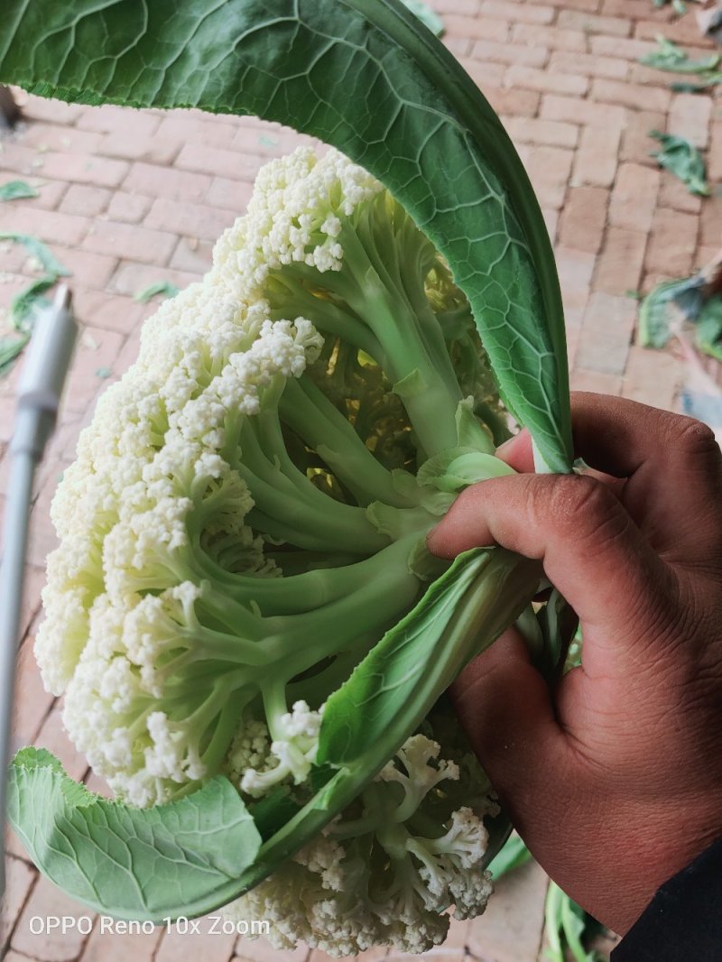 松花白面青梗，白菜花，基地直供，专业诚信代办！