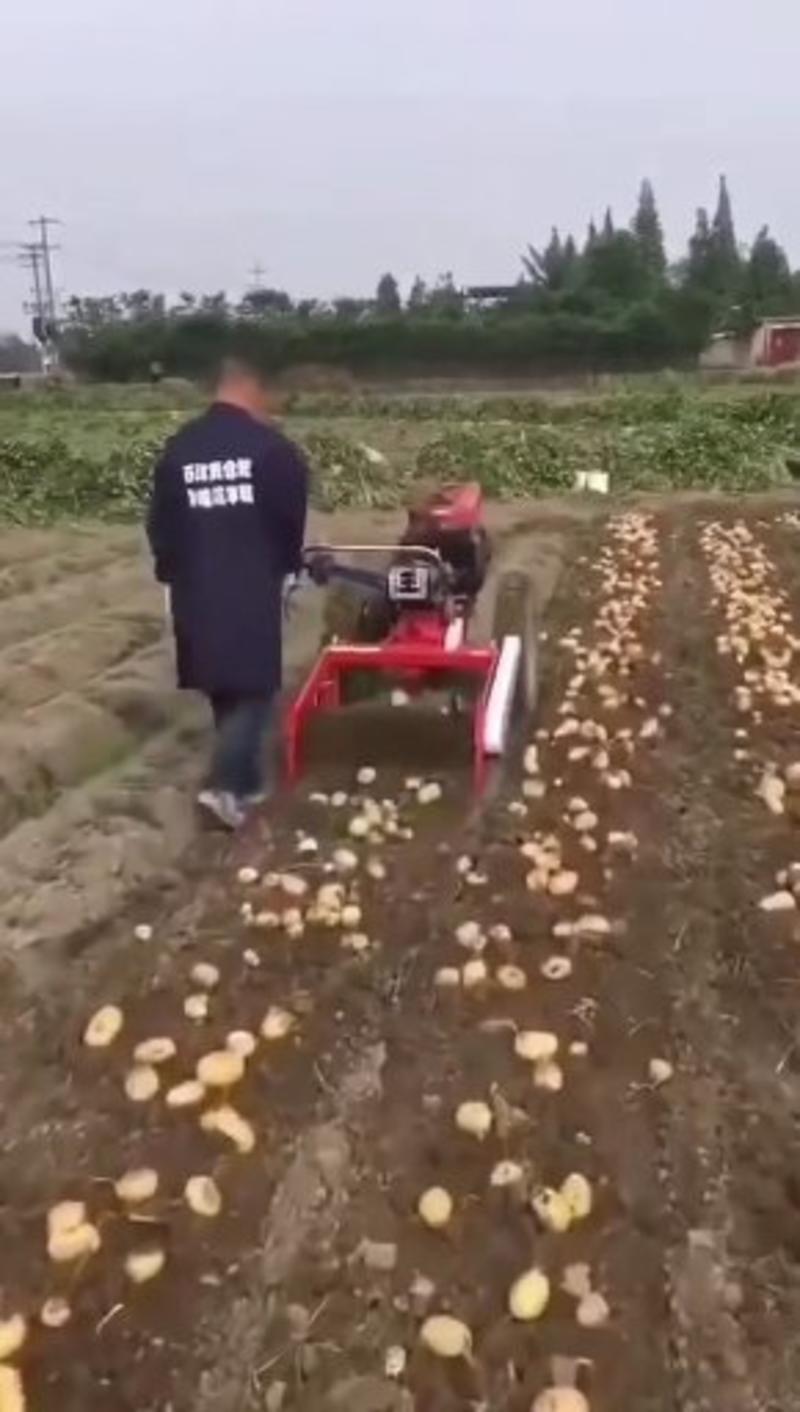 厂家直销手扶拖拉机和四轮拖拉机带的红薯土豆收获机