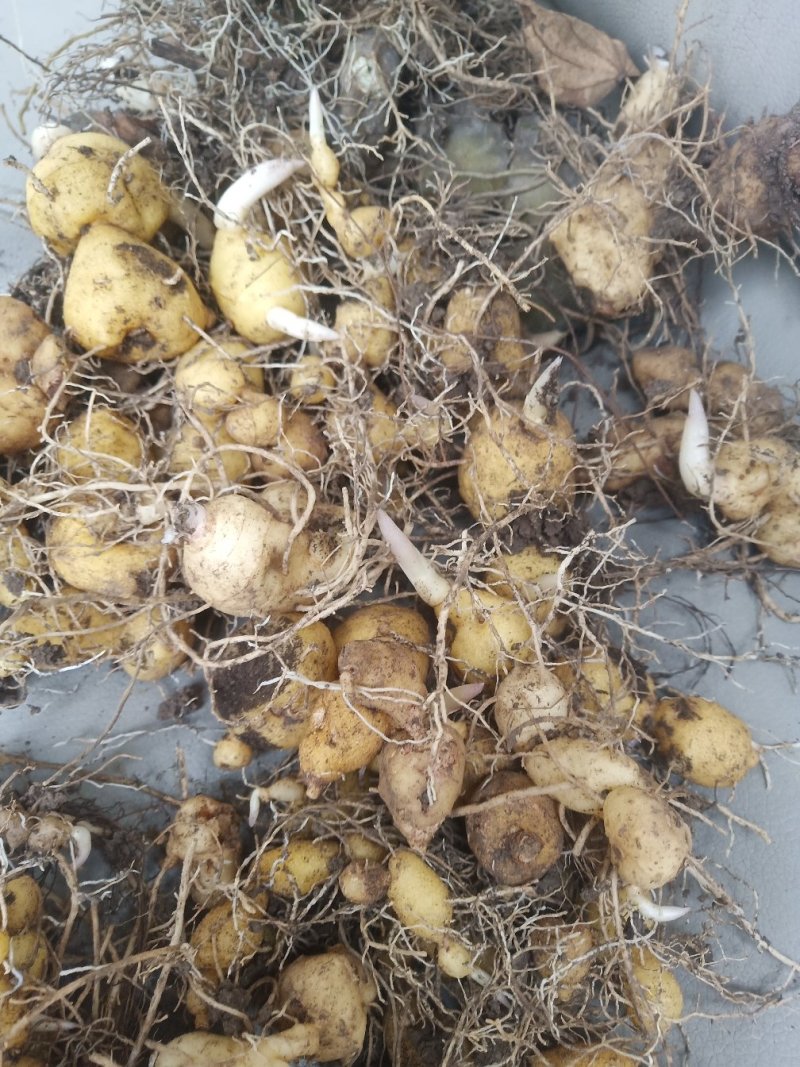 【基地直发】黄精种苗，四川姜型黄精鸡头黄精种茎种苗价格实惠