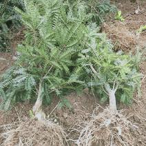 千年老产区优质香榧苗榧子苗香榧树苗坚果苗基地直供。