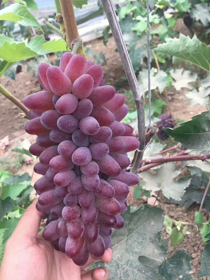辽宁锦州冷暖棚茉莉香，着色香葡萄，产地直销，货源充足