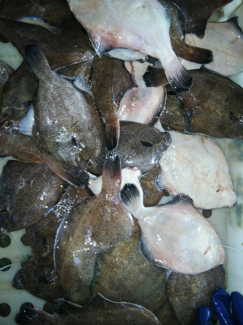 多宝鱼