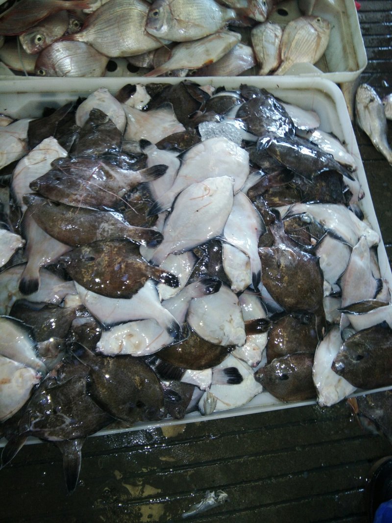 多宝鱼
