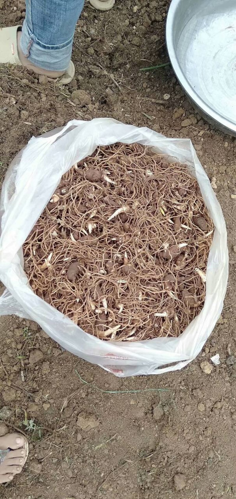 重楼种茎重楼苗粉质华重楼滇重楼种茎