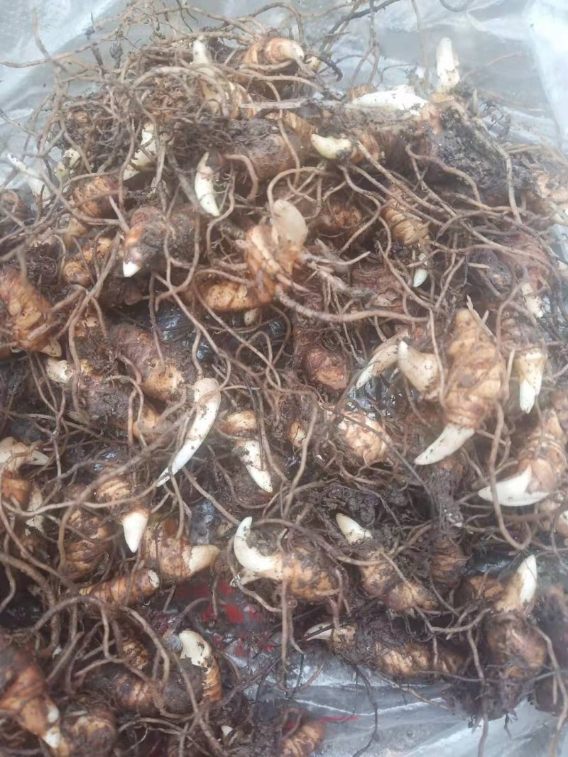 重楼种茎重楼苗粉质华重楼滇重楼种茎