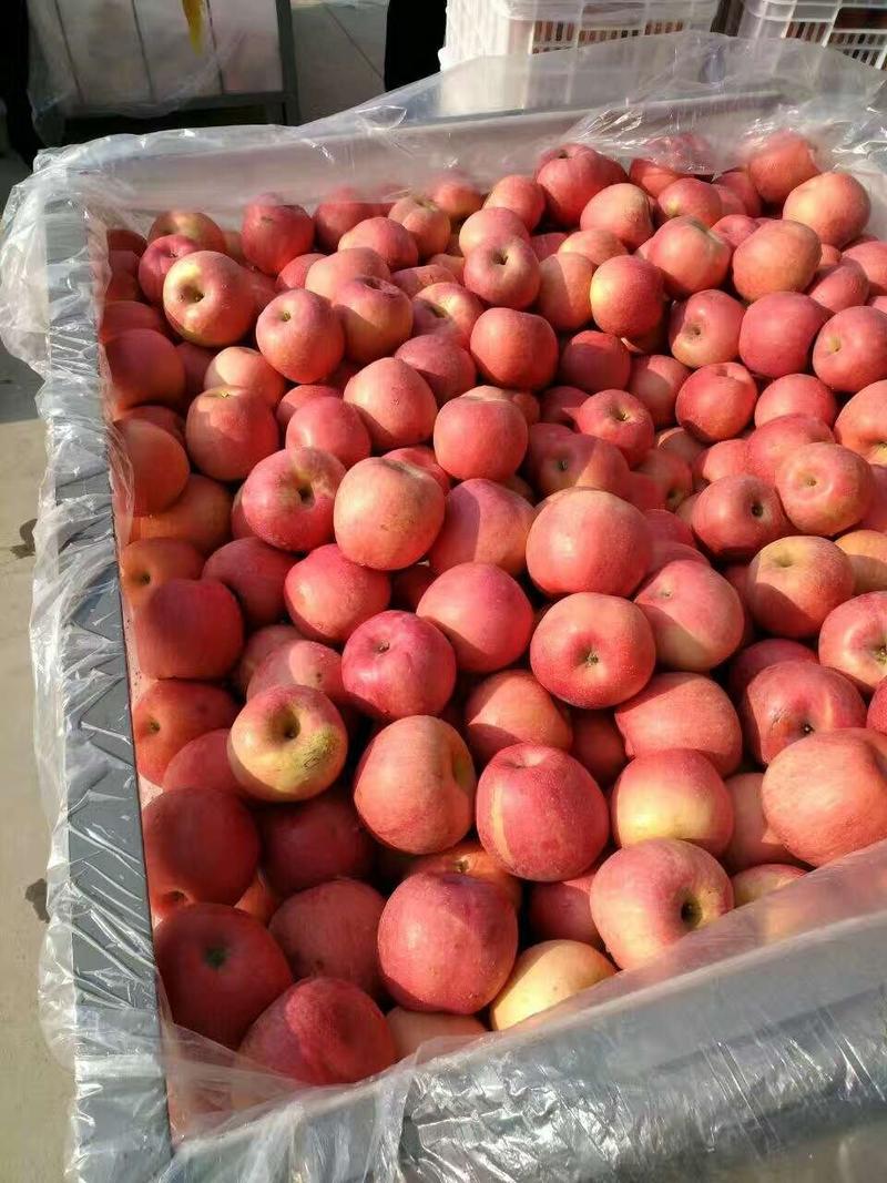 沂蒙脆甜苹果大量上市口感脆甜货源充足欢迎前来选购