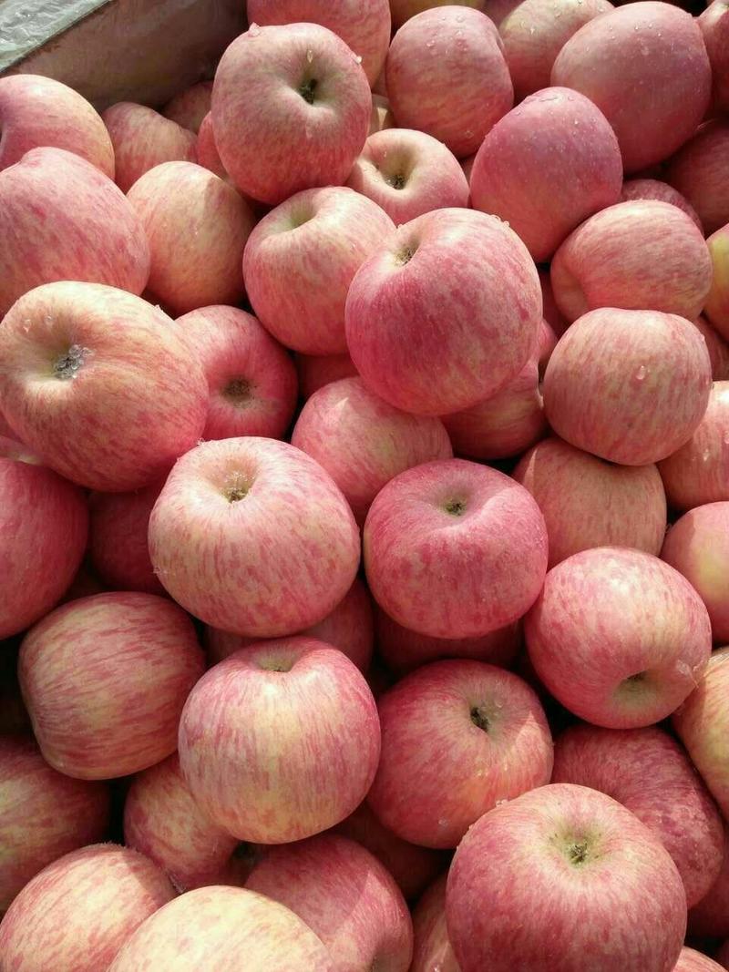 沂蒙脆甜苹果大量上市口感脆甜货源充足欢迎前来选购
