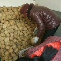 秋月梨，黄冠梨，大量供应馆陶县众康果品站