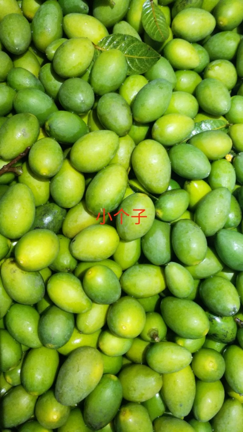 青橄榄