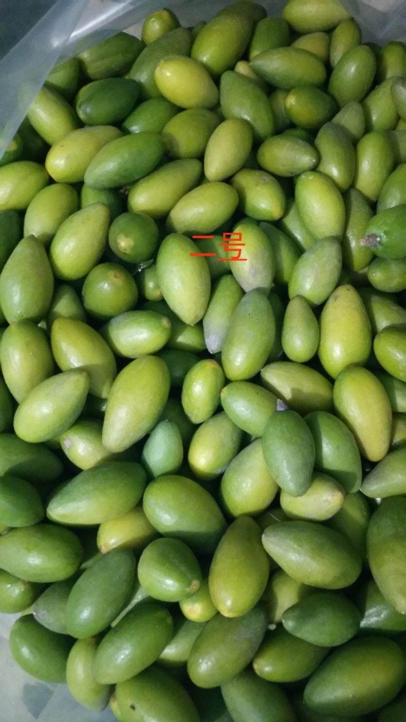 青橄榄