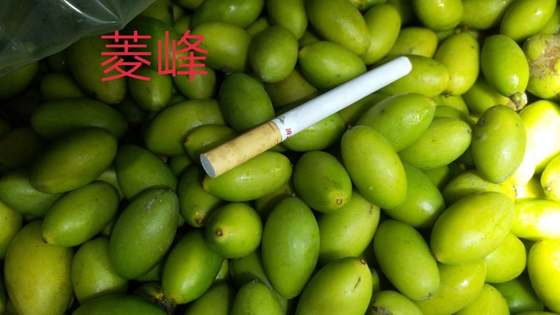青橄榄