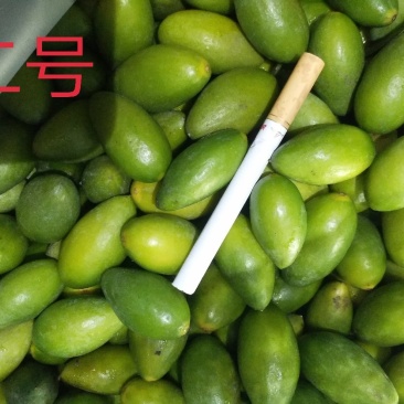 青橄榄