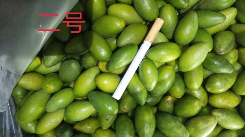 青橄榄