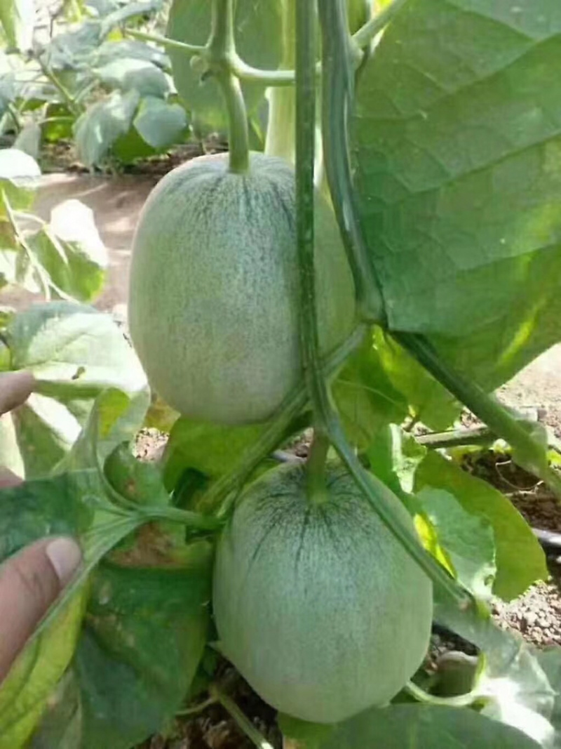 绿宝甜瓜苗，代育批发甜瓜种苗