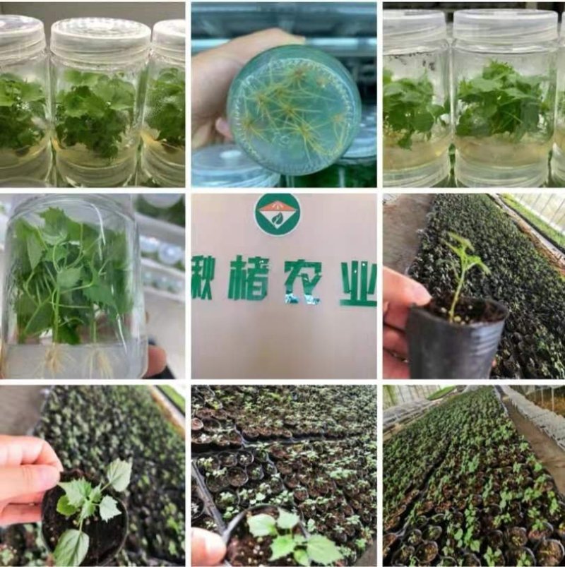 精品楸树组培苗金丝楸组培苗楸树小苗营养杯苗