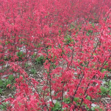 日本红枫小苗基地红舞姬红枫批发