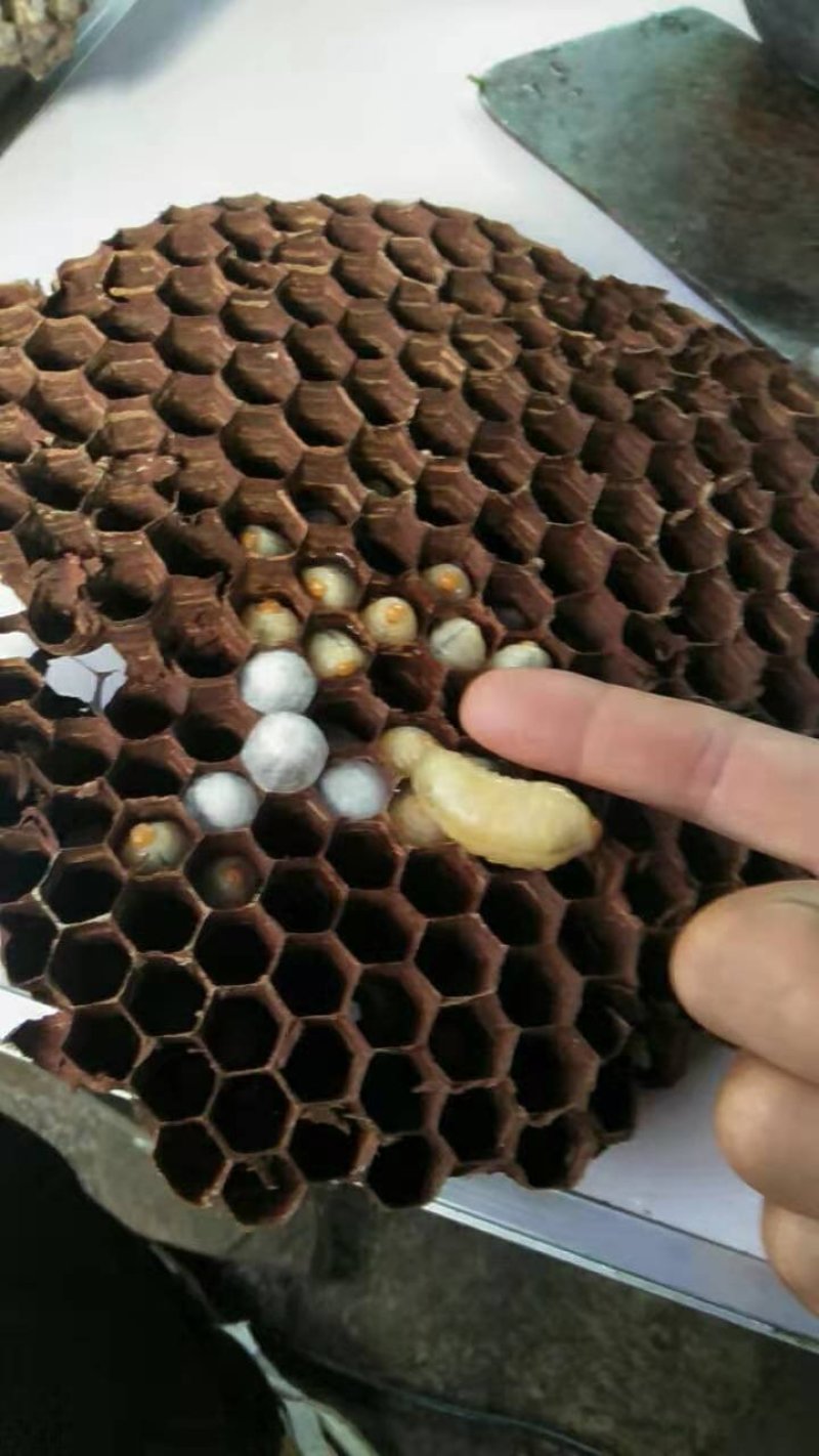 野生蜂蛹深山老林树蜂人工取摘