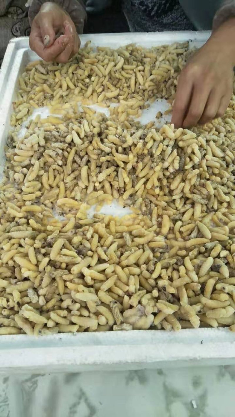 野生蜂蛹深山老林树蜂人工取摘