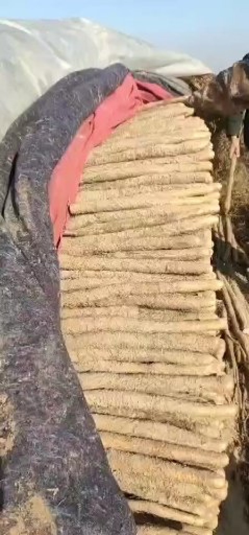 山药新鲜山药现挖铁棍山药山西大名铁棍山药蔬菜铁棍山药