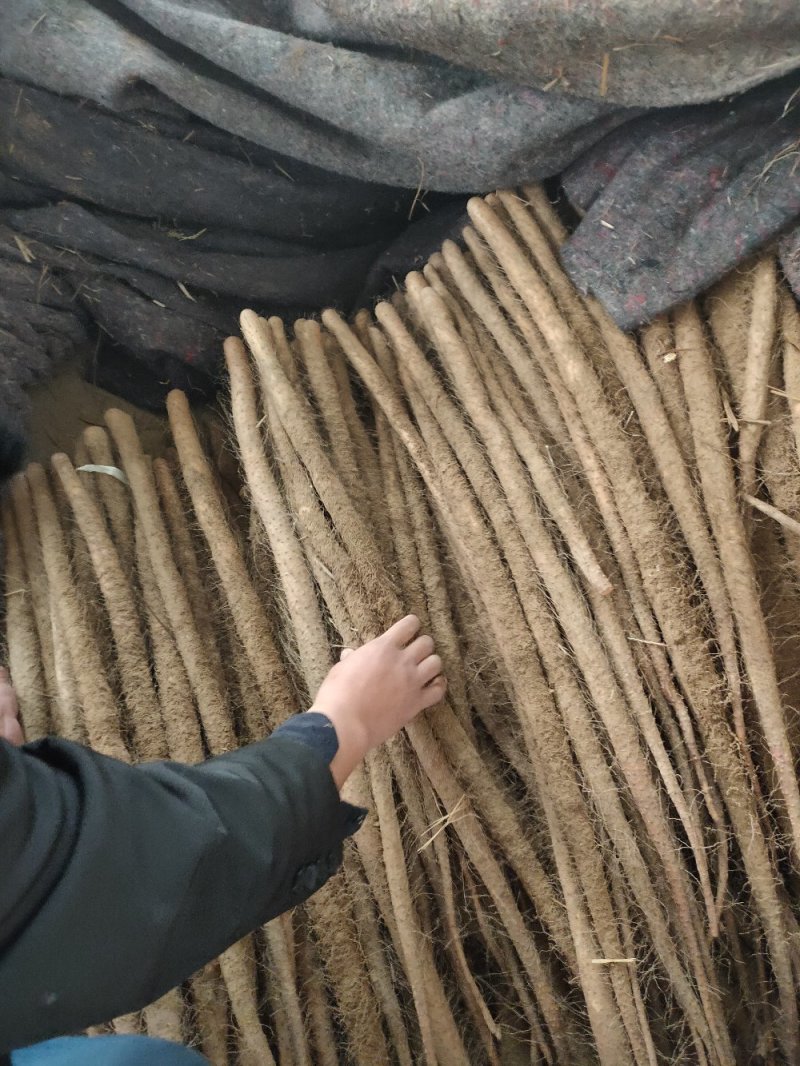 山药新鲜山药现挖铁棍山药山西大名铁棍山药蔬菜铁棍山药
