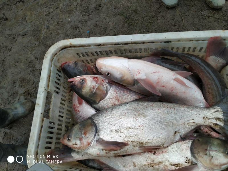 鱼苗大头鱼花白鲢苗大湖出鱼