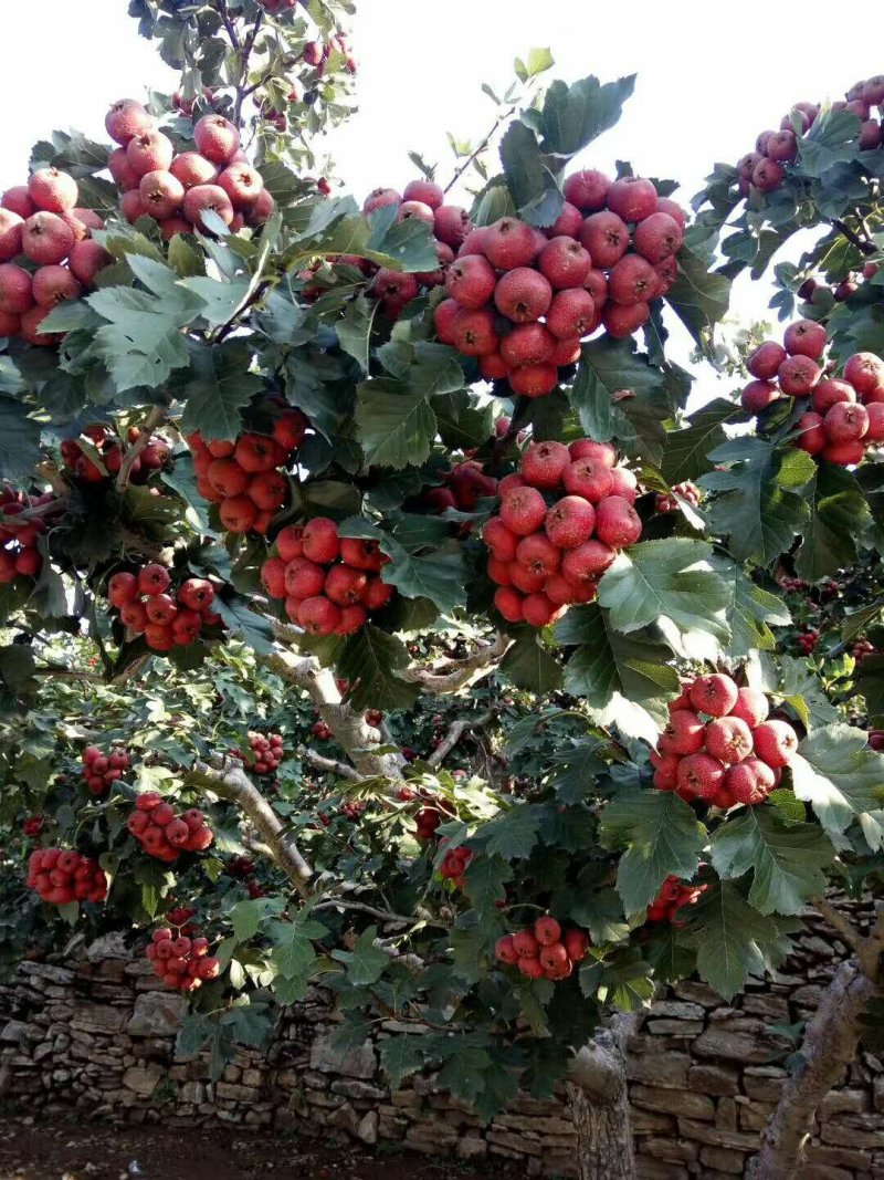 山楂苗，山楂树，甜红子，大金星保证品种保证质量可签合同