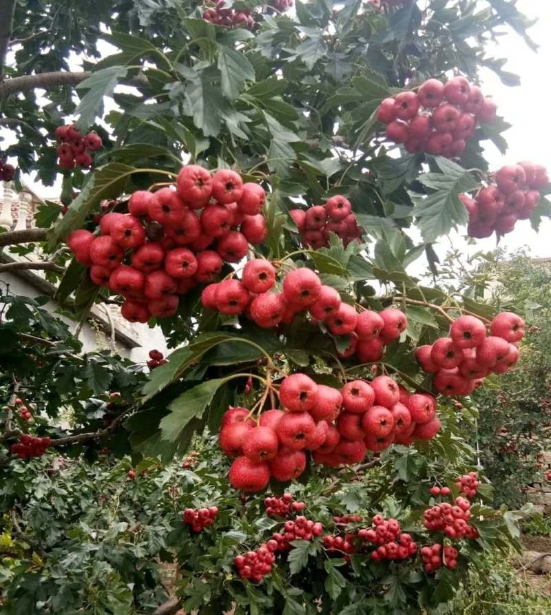山楂苗，山楂树，甜红子，大金星保证品种保证质量可签合同