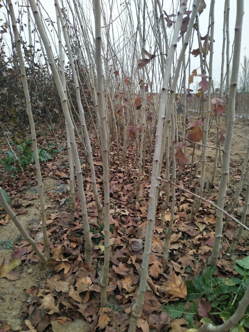 山楂苗，山楂树，甜红子，大金星保证品种保证质量可签合同