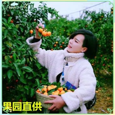 沙糖桔基地产地专业代砂糖桔基地招微商电商市场货具体详谈