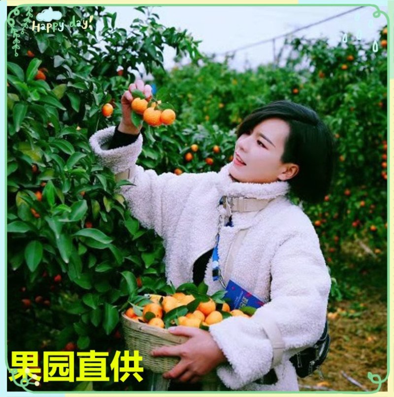 沙糖桔基地产地专业代砂糖桔基地招微商电商市场货具体详谈