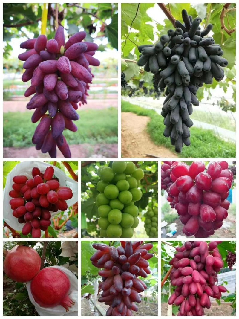 葡萄苗，妮娜皇后，巨盛一号葡萄，甜蜜蓝宝石，阳光玫瑰