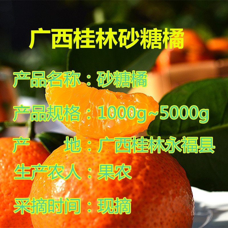 沙糖桔基地产地专业代砂糖桔基地招微商电商市场货具体详谈
