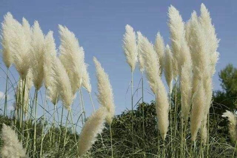 鲜野生芦苇根，现挖现发货，质量及好