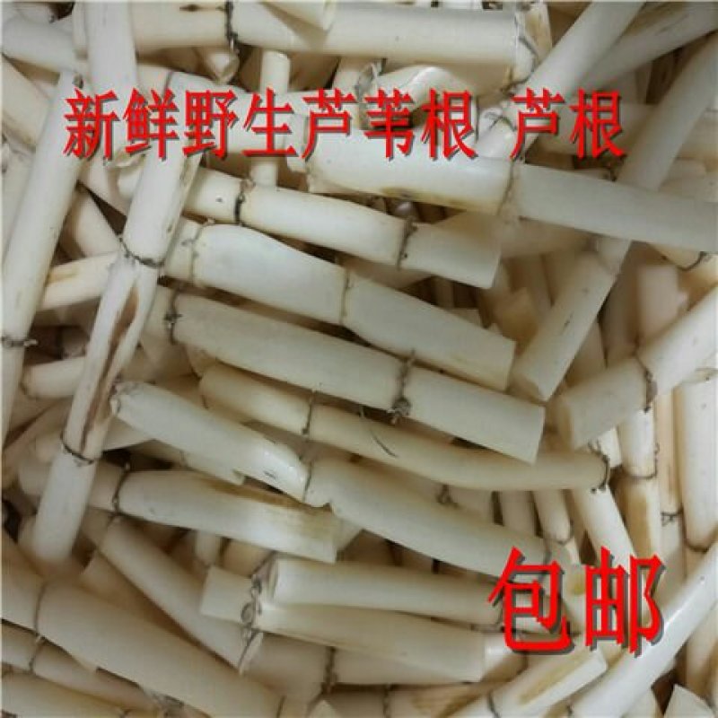 鲜野生芦苇根，现挖现发货，质量及好