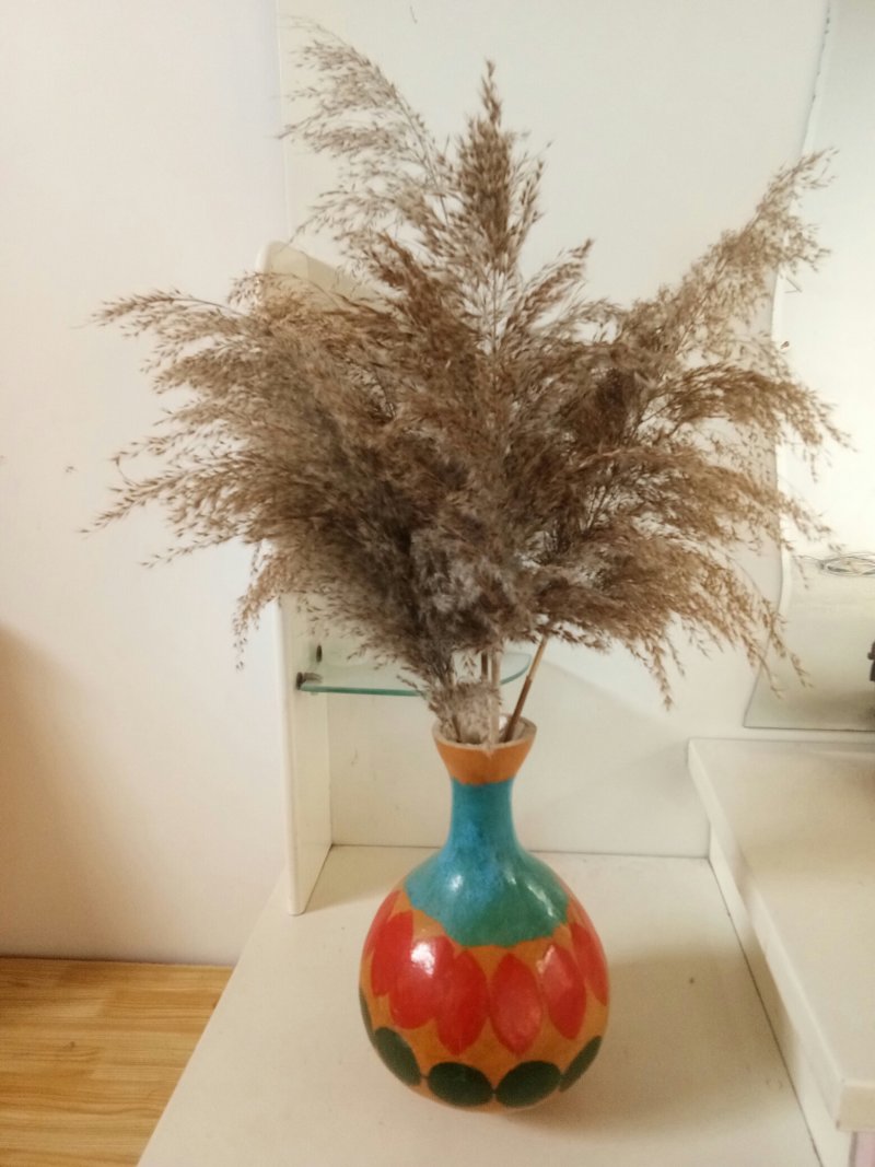鲜野生芦苇根，现挖现发货，质量及好
