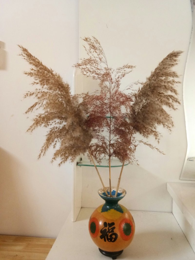 鲜野生芦苇根，现挖现发货，质量及好