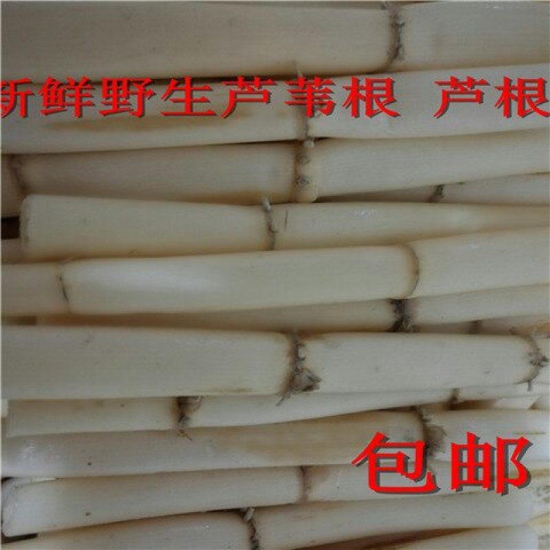 鲜野生芦苇根，现挖现发货，质量及好