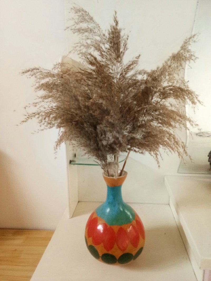 鲜野生芦苇根，现挖现发货，质量及好