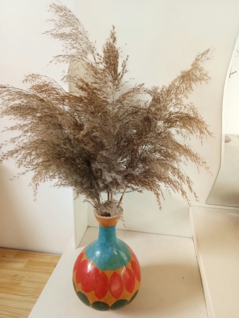 鲜野生芦苇根，现挖现发货，质量及好