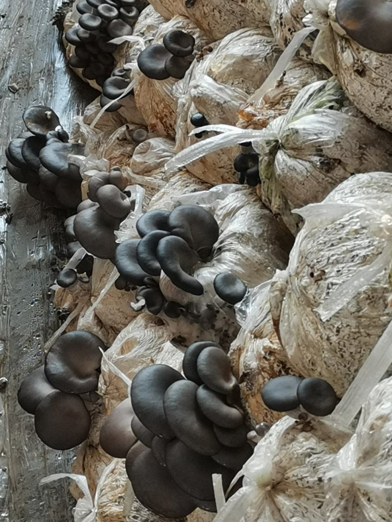 一级平菇，合作社供货，长期合作，有市场冷库