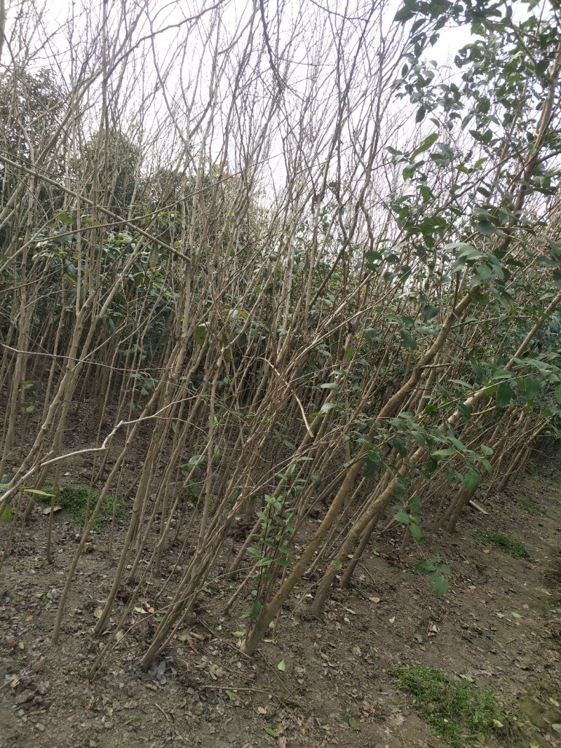 精品红花紫荆、产地农户直销，无中间商赚差价。