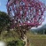 精品红花紫荆、产地农户直销，无中间商赚差价。