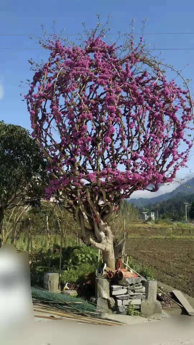 精品红花紫荆、产地农户直销，无中间商赚差价。