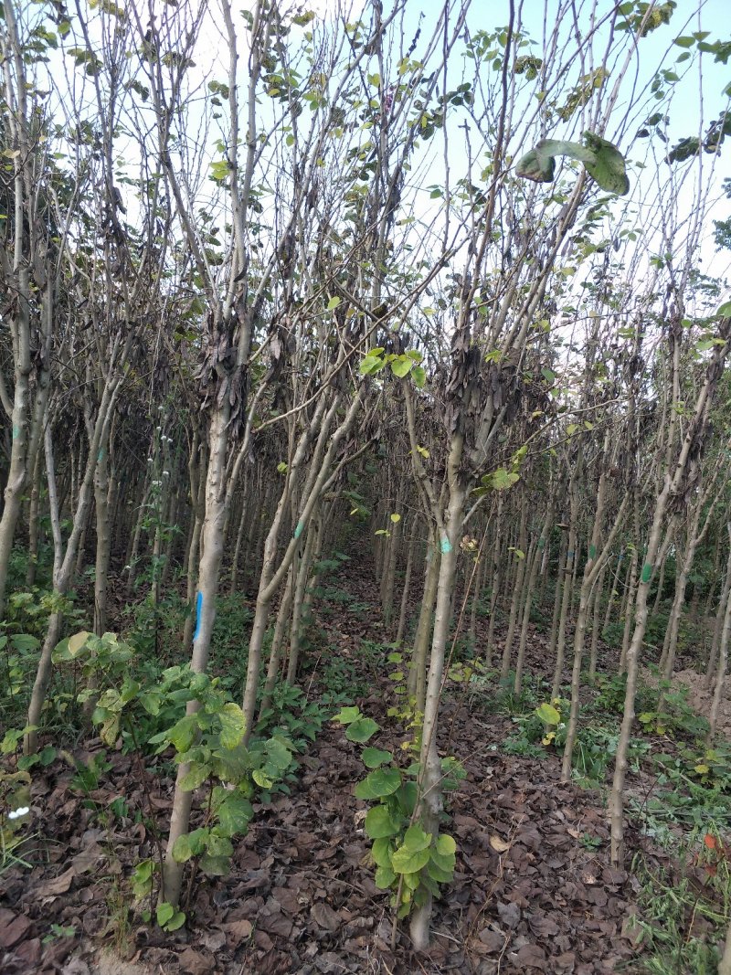精品红花紫荆、产地农户直销，无中间商赚差价。
